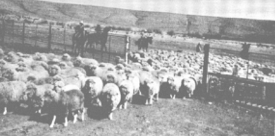 Figure. Fine-wool ewes culled from the range because of age usually are productive for another two or three years under farm flock conditions.